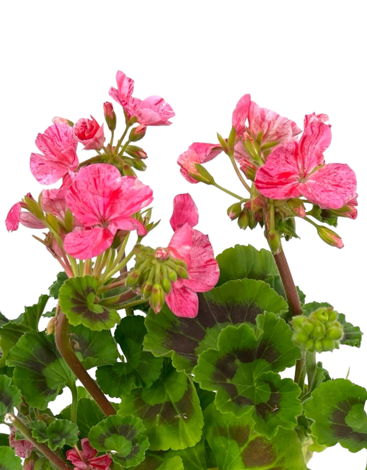 Geranium Zonal 'Glitter Orange'