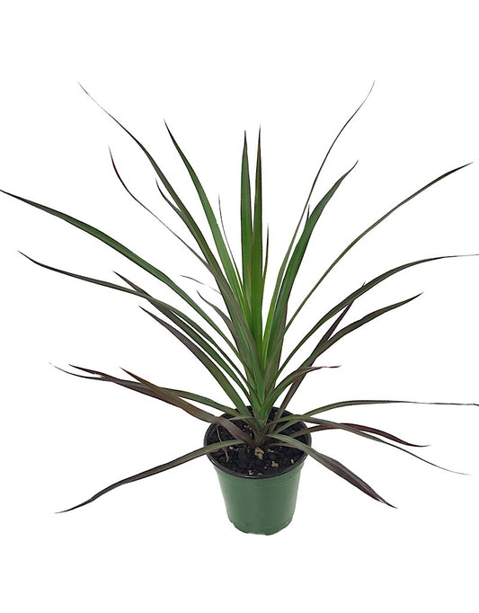 Dracaena marginata 'Magenta' 4 inch