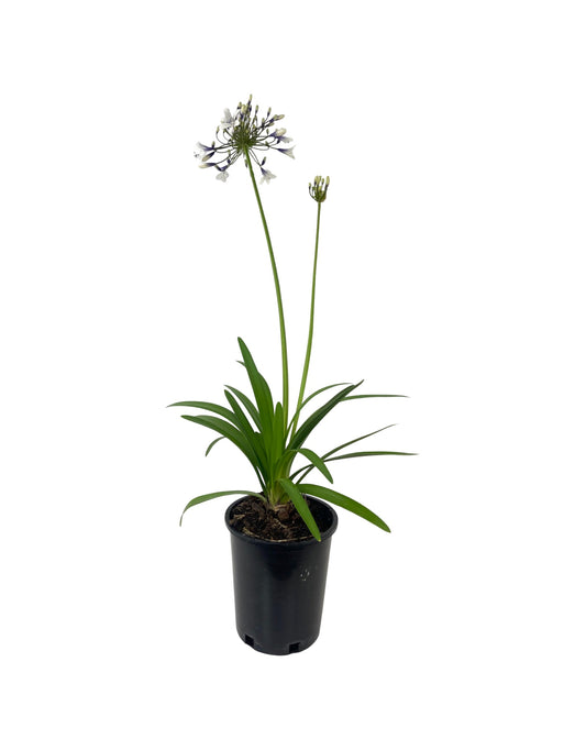 Agapanthus x 'Fireworks' 1 Gallon