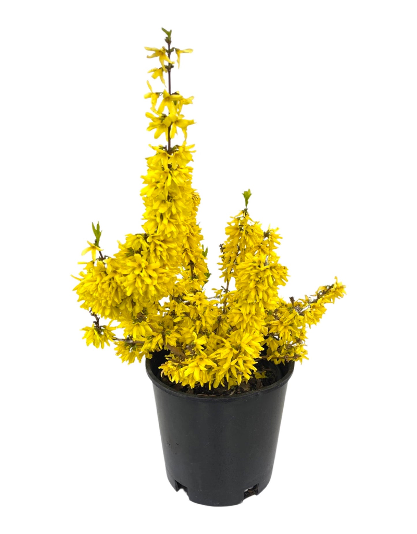 Forsythia x intermedia 'Minfor6' 2 Gallon