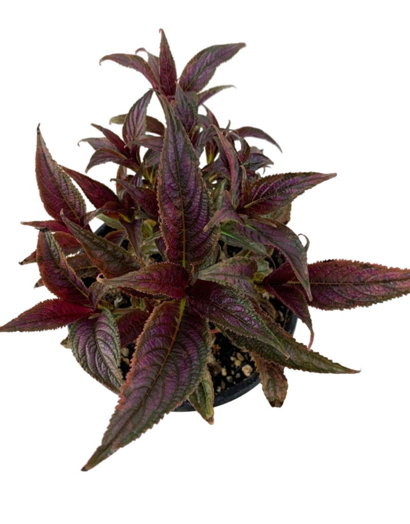 Strobilanthes dyerianus 'Persian Shield' 6 Inch