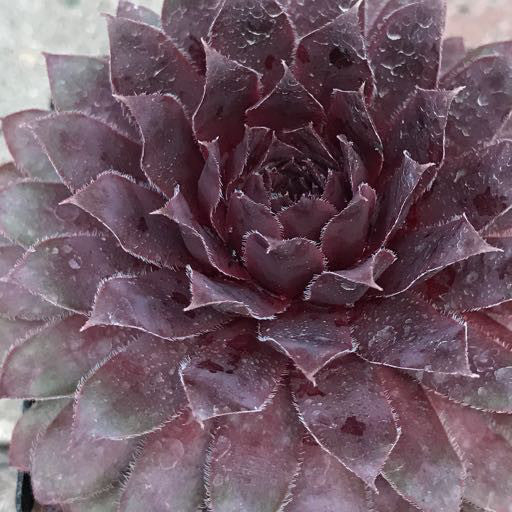 Sempervivum 'Royal Ruby' 4 inch