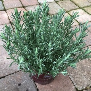 Lavandula s. 'Wings of Night' 1 Gallon