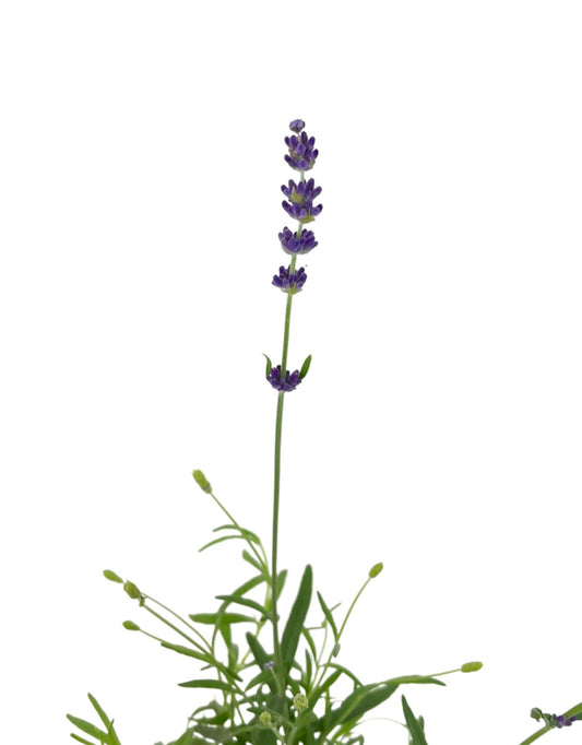 Lavandula 'Violet Intrigue' 1 Gallon