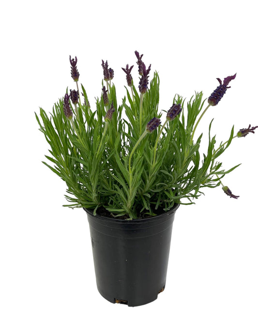 Lavandula stoechas 'Helmsdale' 1 Gallon