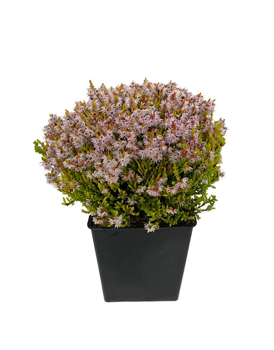 Calluna vulgaris 'Winter Chocolate' Quart