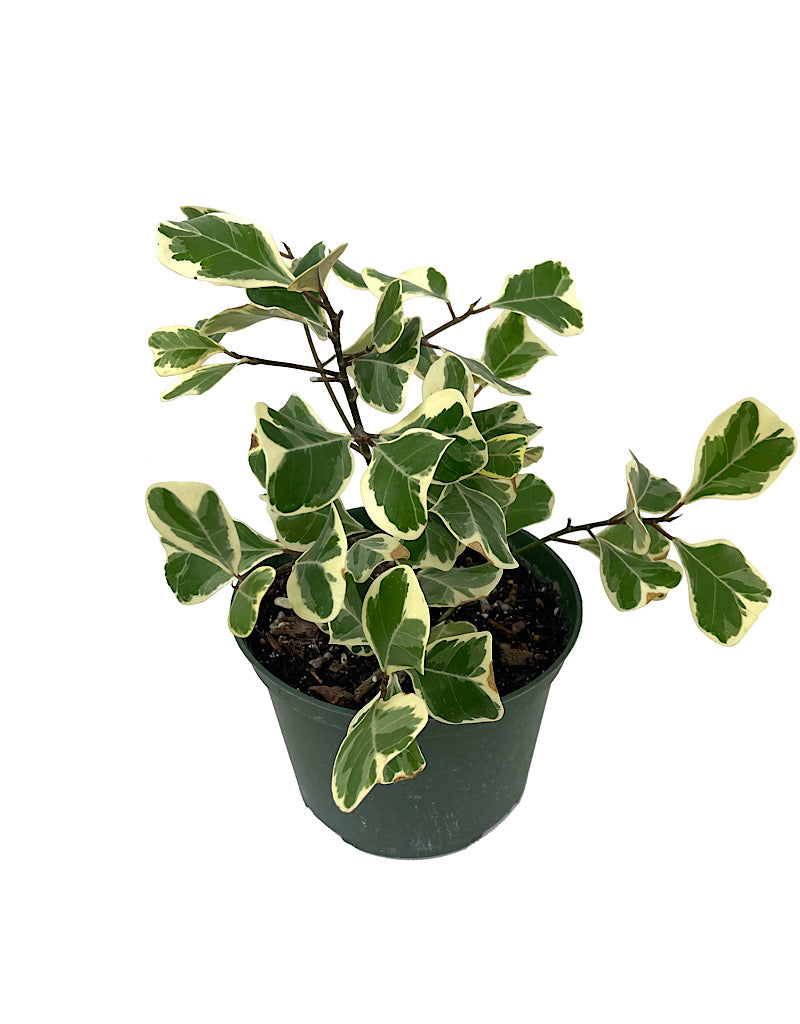 Ficus triangularis 'Variegated' 6 Inch