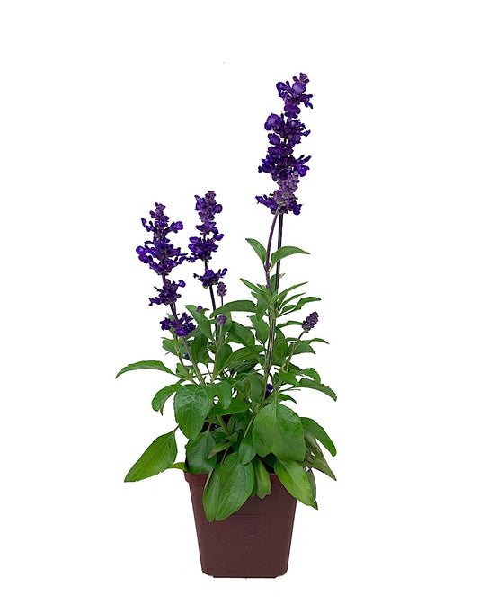 Salvia 'Cathedral Purple' Quart