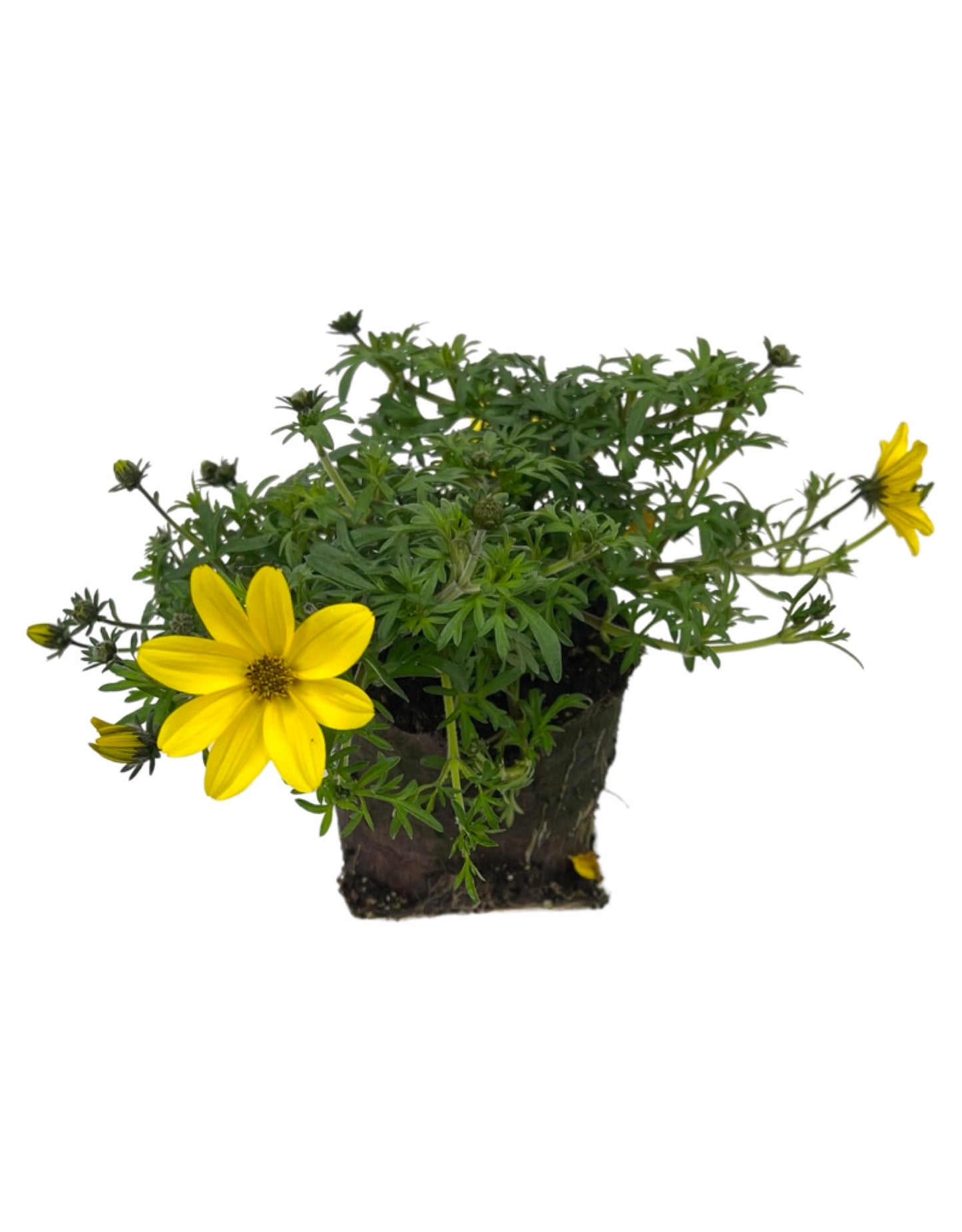 Bidens 'Bidy Gonzales Big' 4 Inch