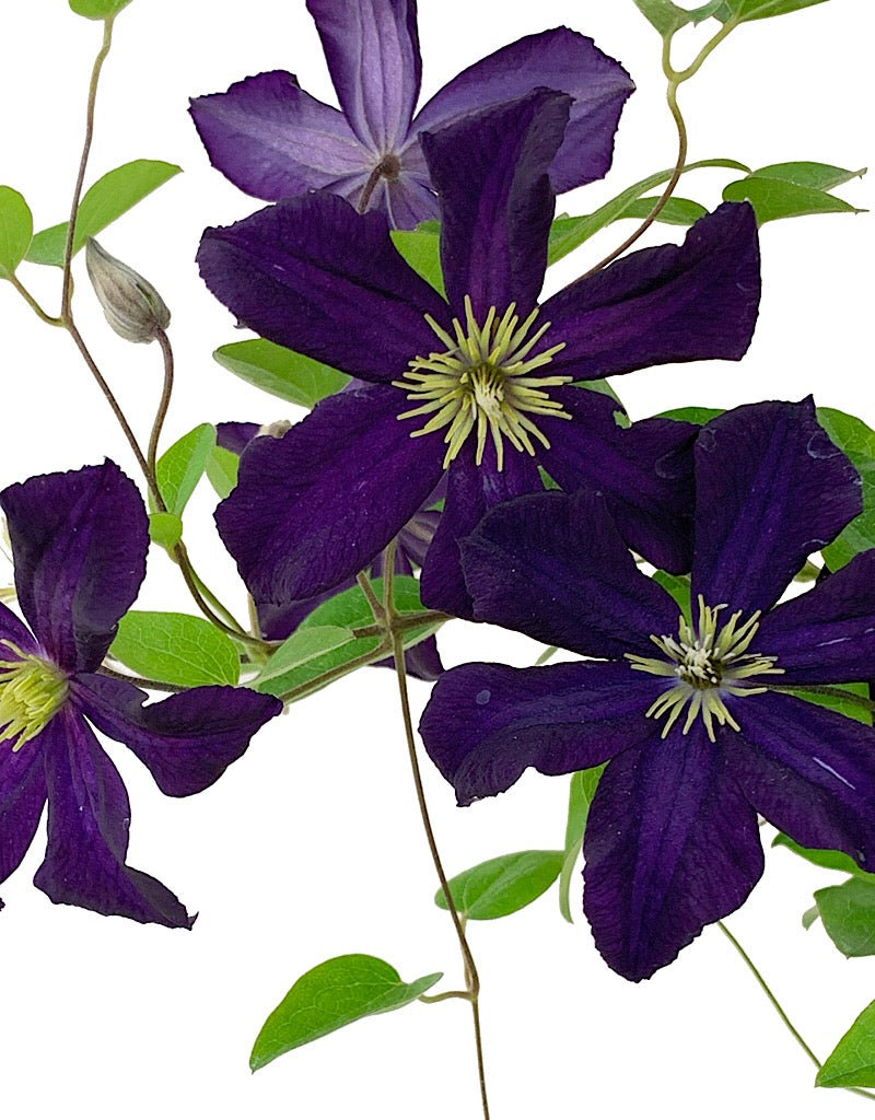 Clematis 'Romantika'  1 gal