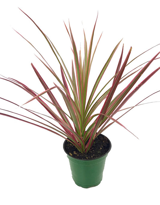 Dracaena marginata 'Colorama' 4 Inch