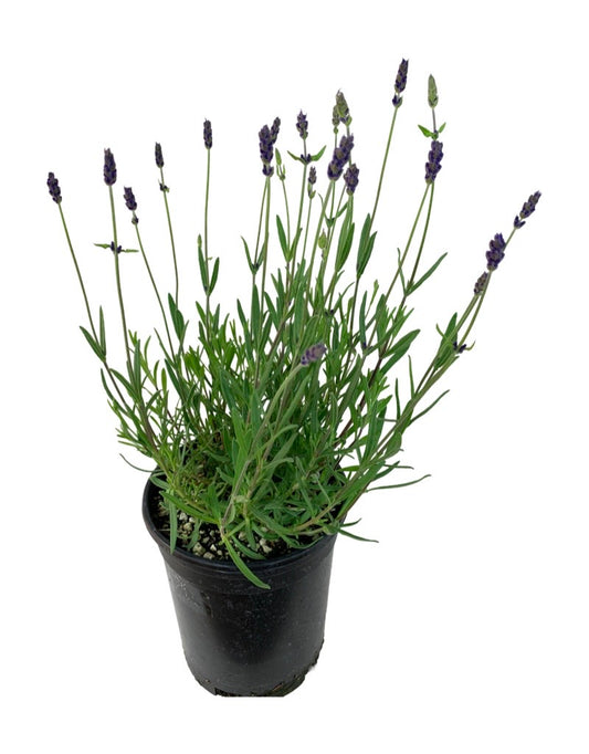 Lavandula 'Ellagance Purple'