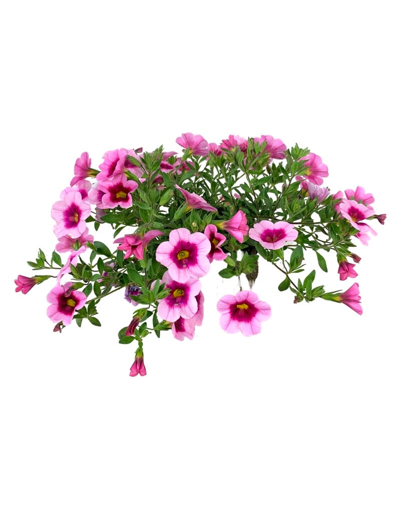 Calibrachoa 'Aloha Kona Tiki Soft Pink' 4 Inch