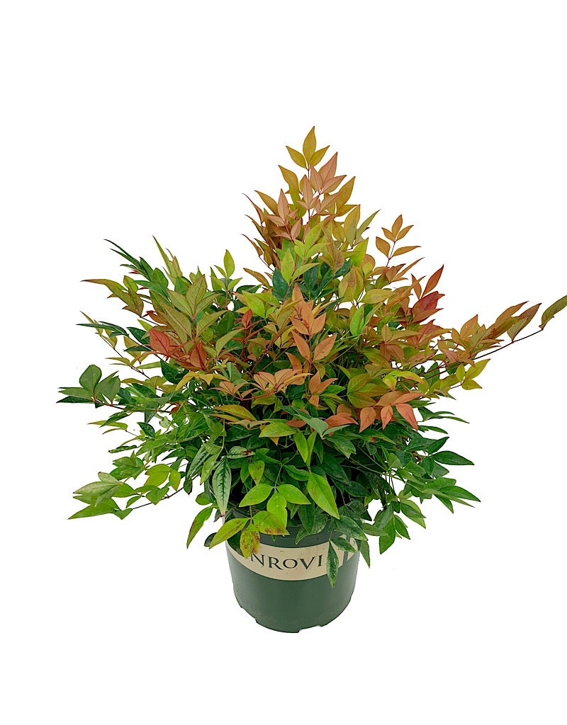 Nandina domestica 'Gulf Stream'