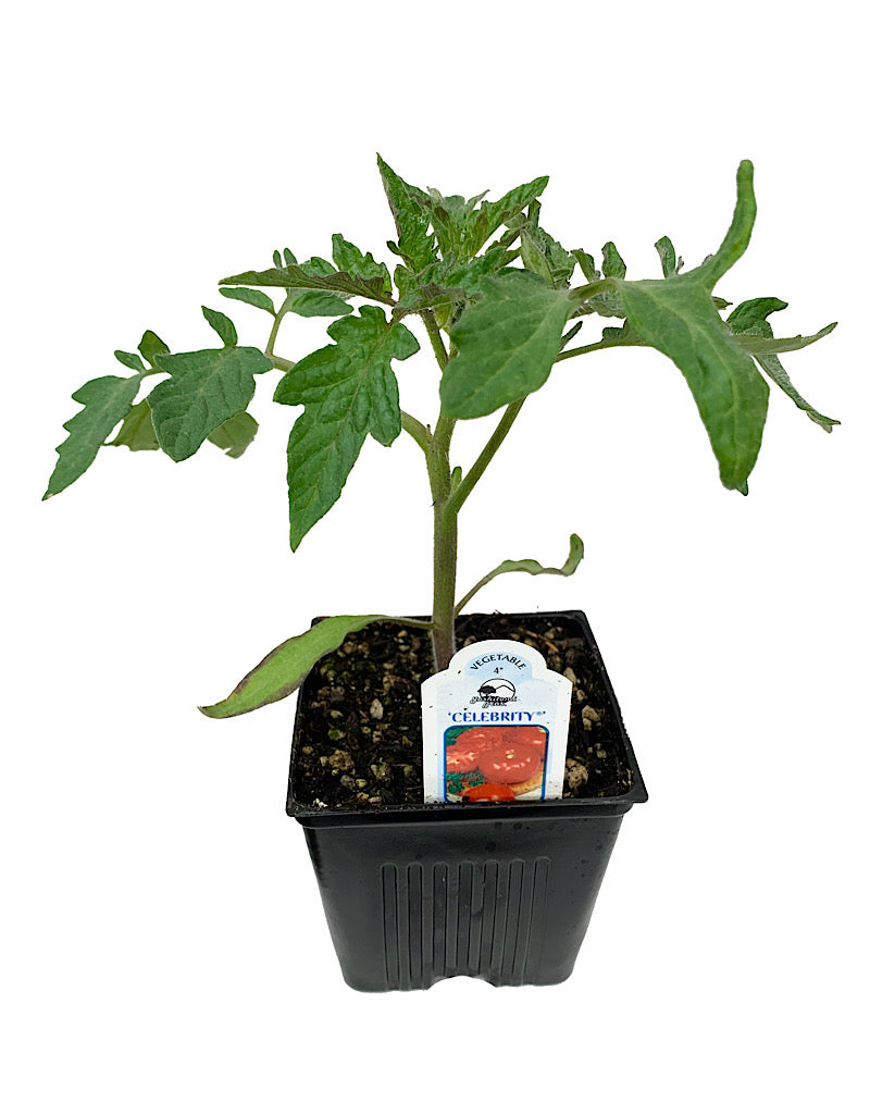 Tomato 'Celebrity' 4 Inch