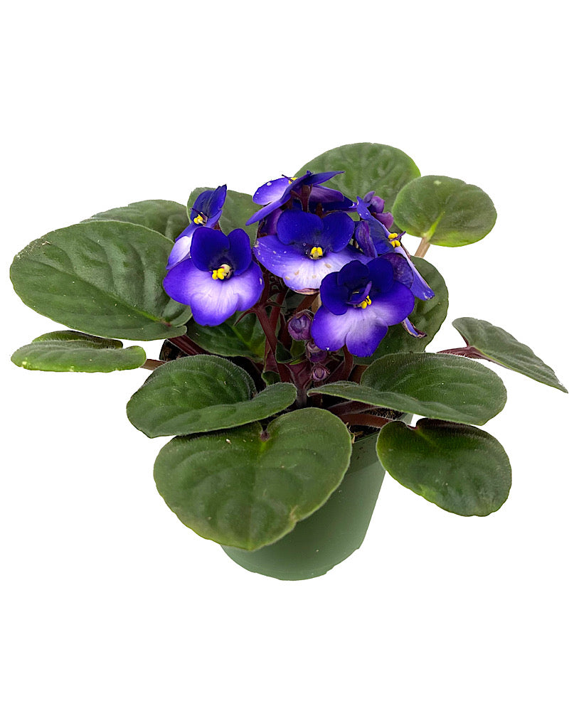 Streptocarpus 4 Inch