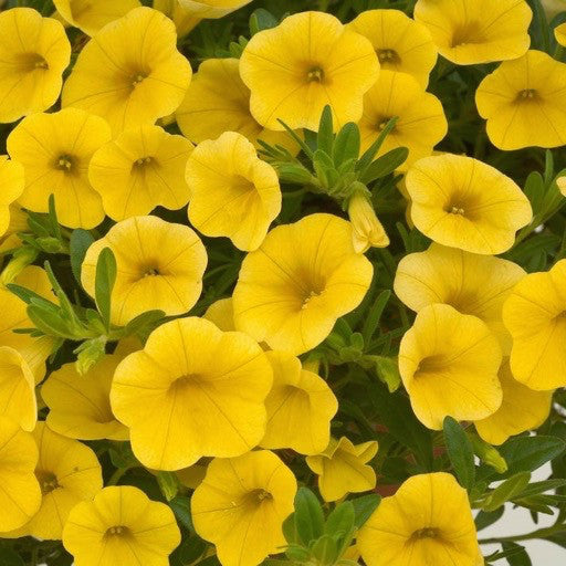 Calibrachoa 'Deep Yellow' 4 inch