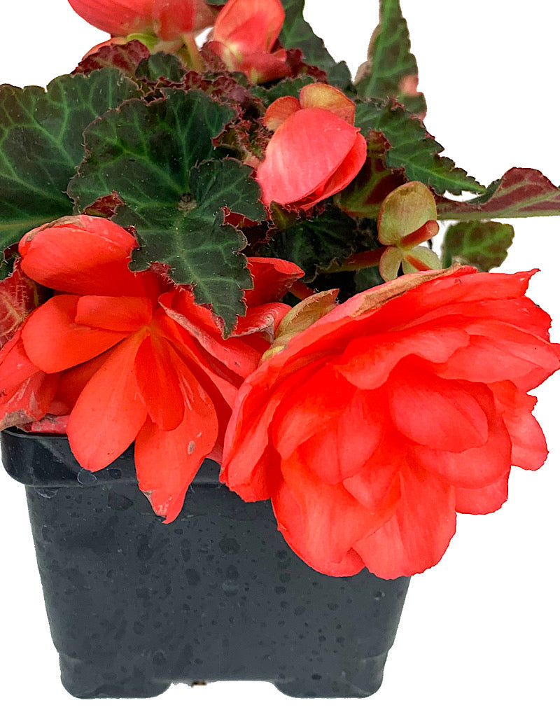 Begonia boliviensis 'Miss Malibu'  4 inch