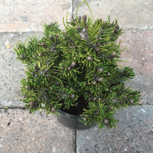 Pinus mugo 'Short Needle'- 4 inch