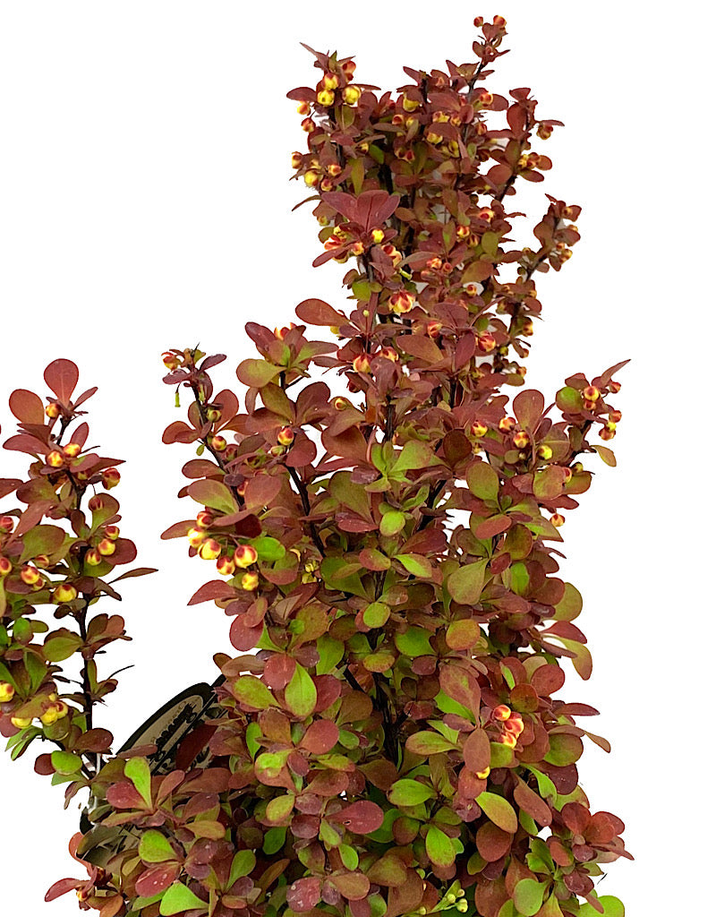 Berberis thunbergii 'Orange Rocket' 2 Gallon