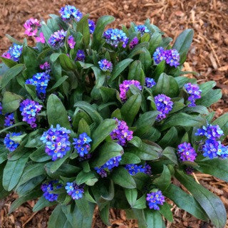 Myosotis a. 'Ultramarine'- Quart