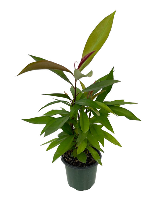 Ardisia humilis Quart