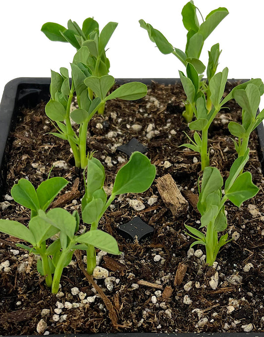 Peas Organic 'Sugar Sprint Snap Pea'