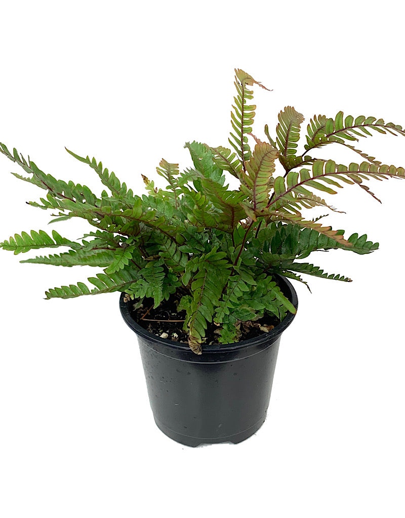 Pteris quadriaurita 'Tricolor' Quart