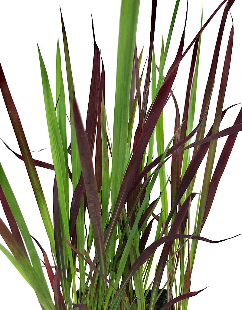 Imperata cylindrica 'Red Baron' 1 Gallon