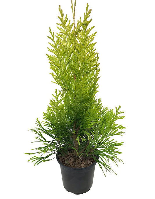 Thuja plicata '4ever Goldy'- Quart