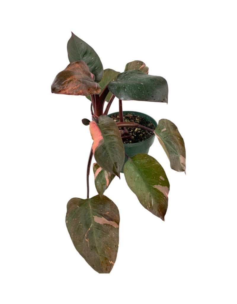 Philodendron erubescens var.  €˜Pink Princess  6 Inch