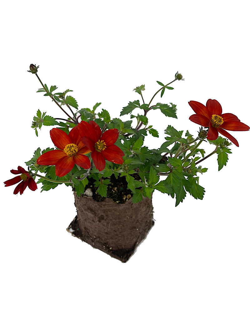 Bidens 'Bidyboom Red' 4 Inch