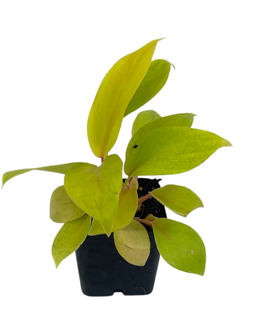 Philodendron 'Malay Gold' 2 Inch