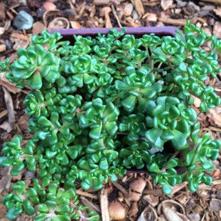 Sedum oreganum 4 Inch