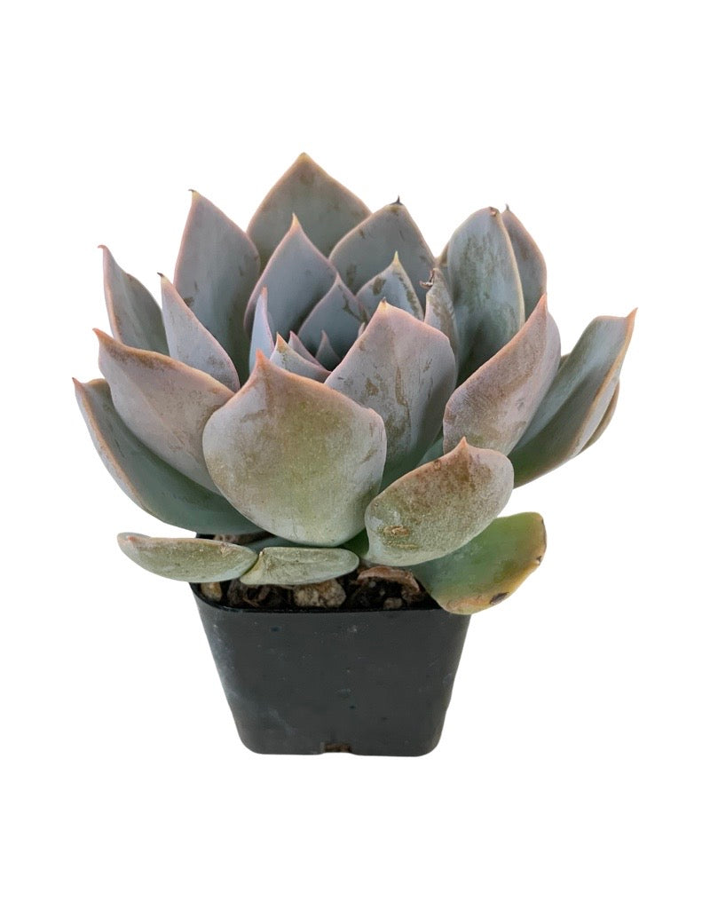 Echeveria cante 'White Shadow'