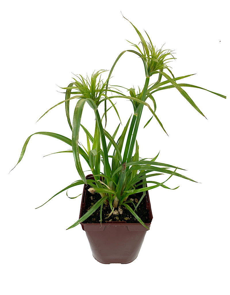 Cyperus papyrus