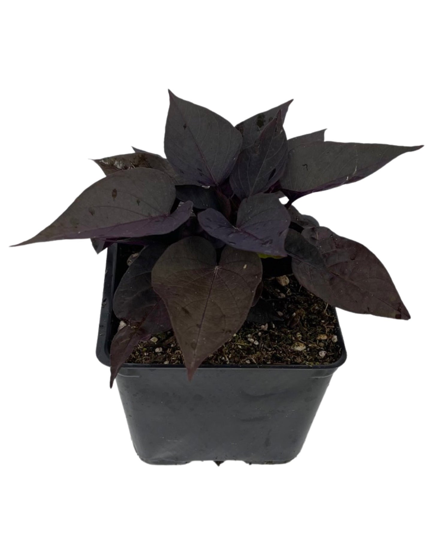 Ipomoea 'Spotlight Black Heart  4 Inch