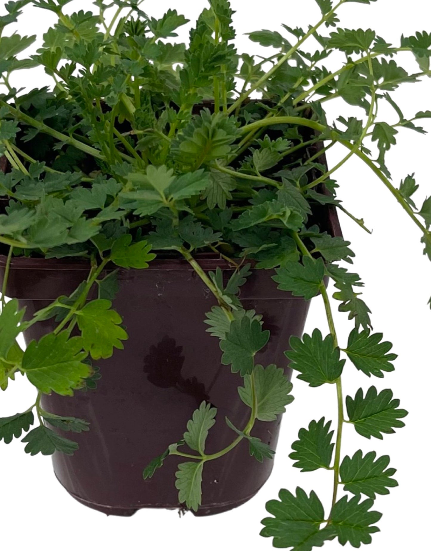 Sanguisorba officinalis 4 Inch