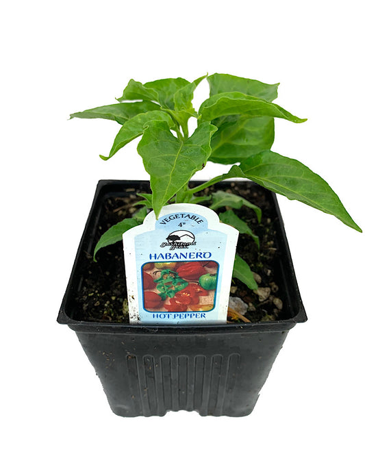 Pepper 'Habanero' 4 Inch