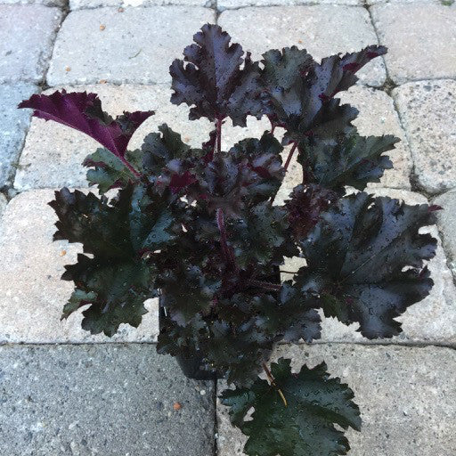 Heuchera 'Dark Secret'- 4 inch