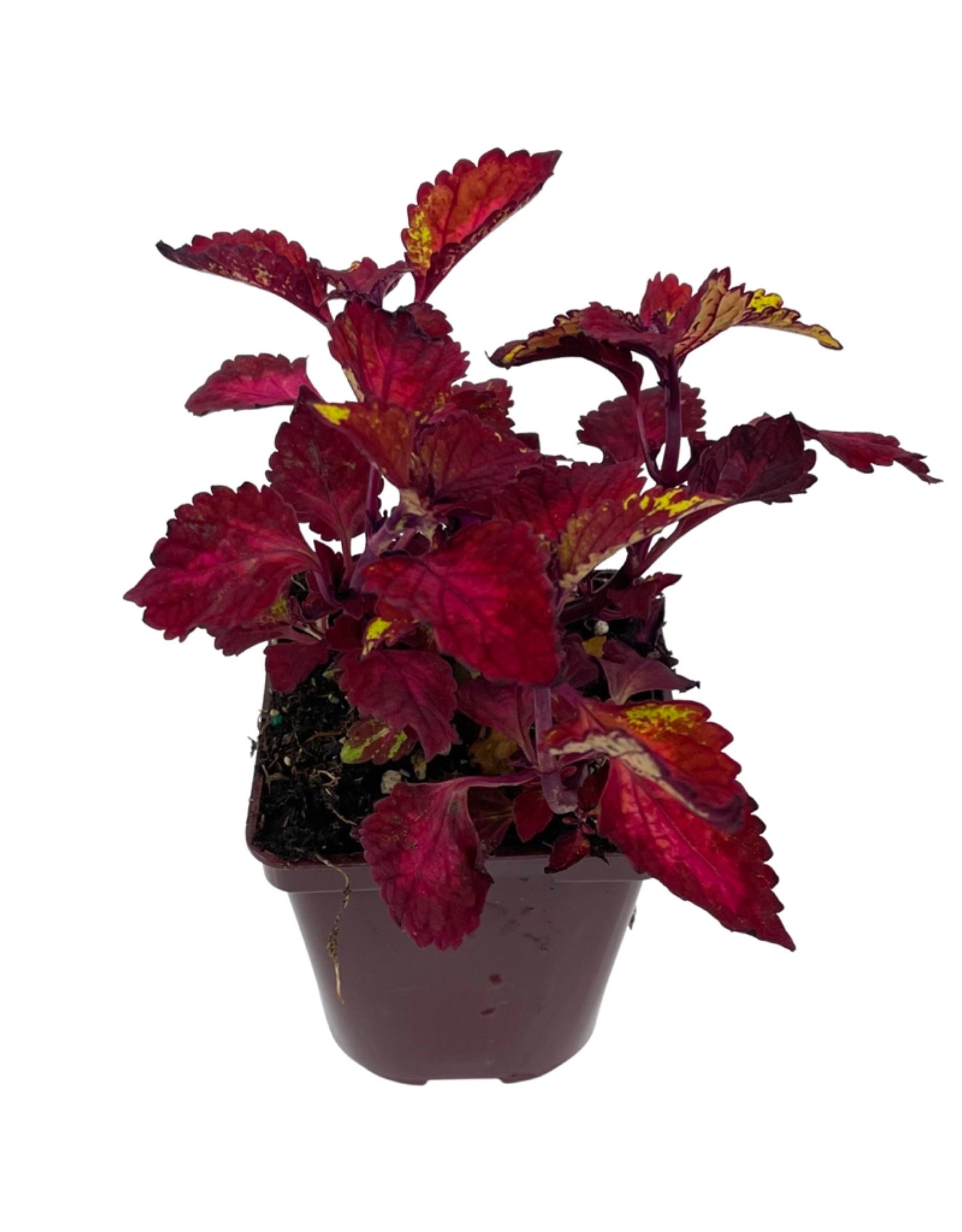 Coleus 'CC Hottie' 4 Inch