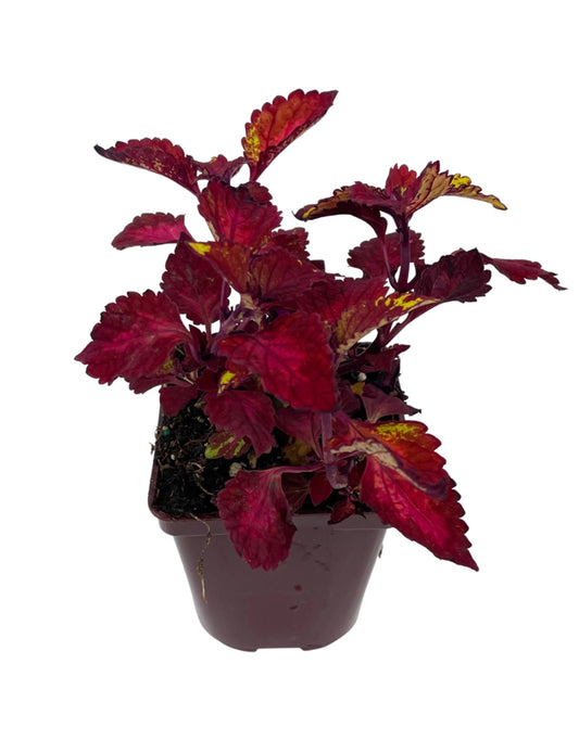 Coleus 'CC Hottie' 4 Inch