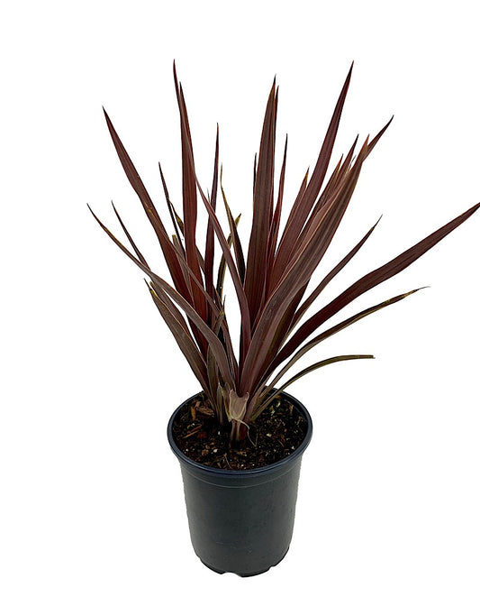 Cordyline australis 'Red Star' Quart