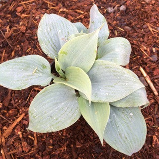 Hosta 'Fragrant Blue' Quart