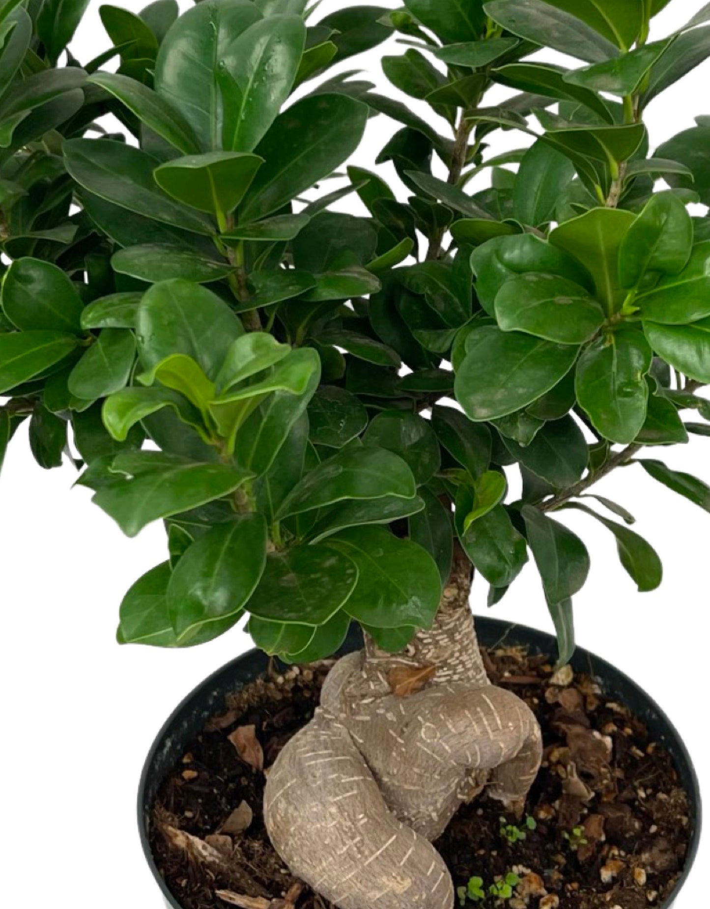 Ginseng Grafted Ficus Bonsai 8 Inch