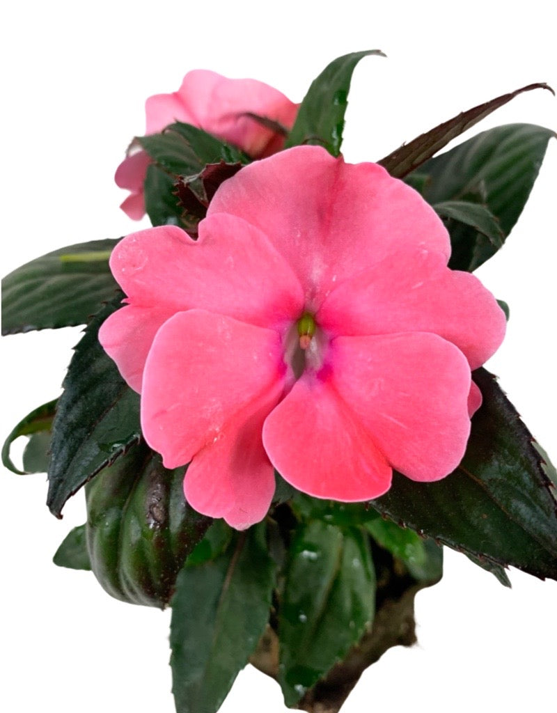 Sunpatiens  €˜Compact Blush Pink  4 Inch