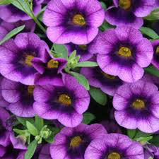 Calibrachoa 'Grape Punch' 4 inch