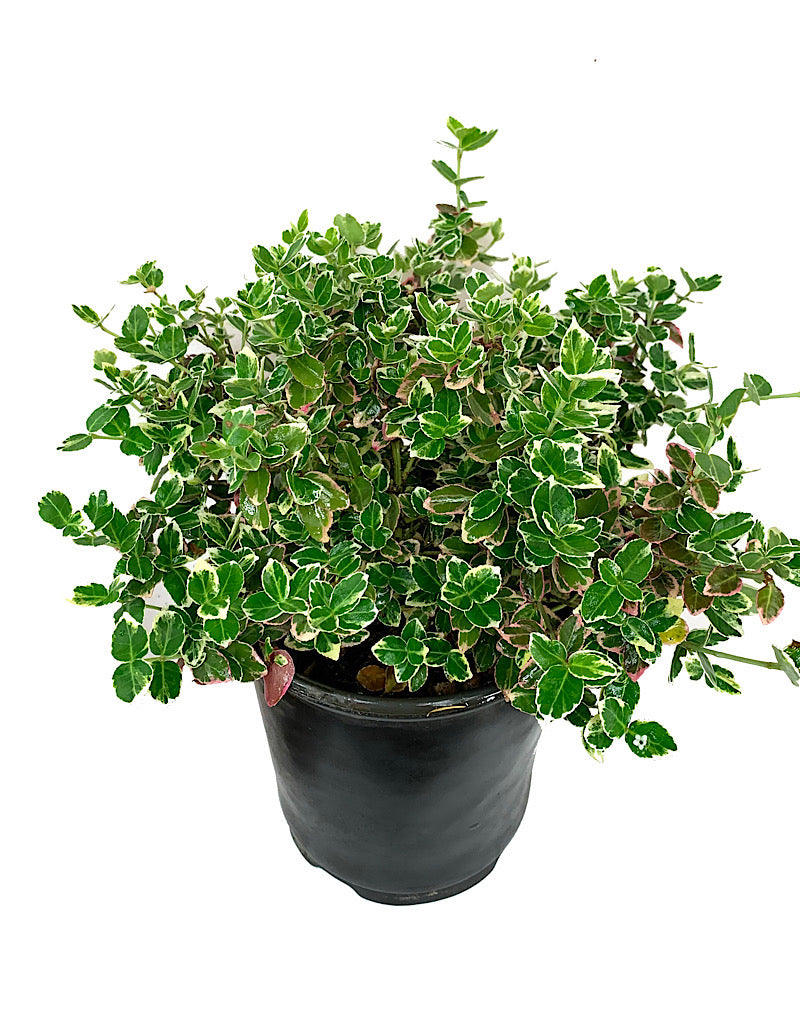 Euonymus f. 'Emerald Gaiety' 1 Gallon