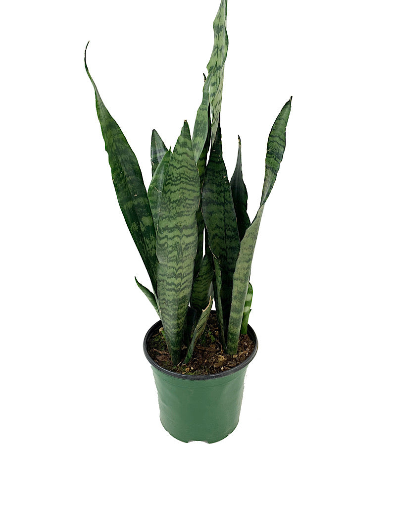 Sansevieria 'Black Coral'