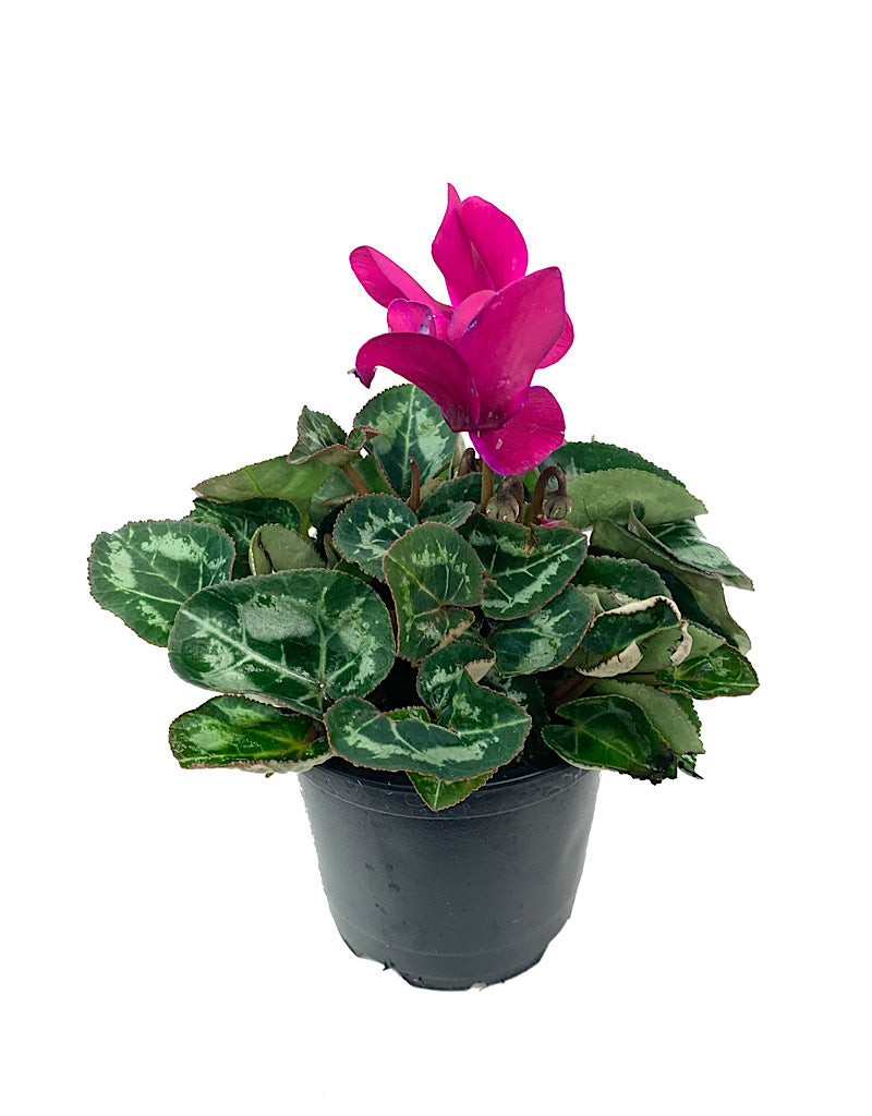 Cyclamen 'Laser Synchro Purple' 4 inch